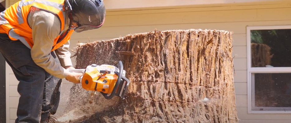 worker cutting a stump